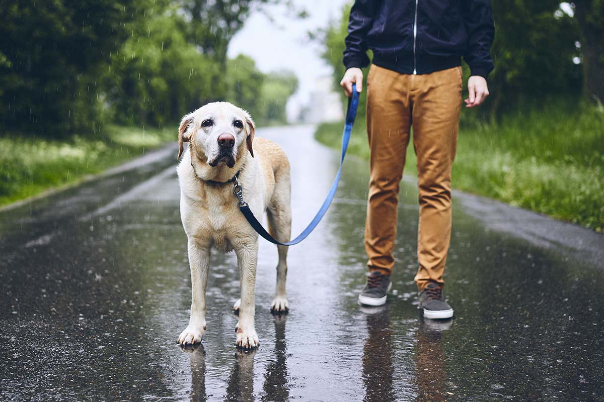 Consejos para llevar a tu perro al parque - nucan blog